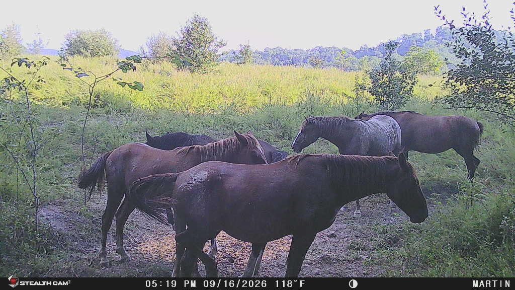 9074 Middle Fork Wolf Creek Road Property Photo 135