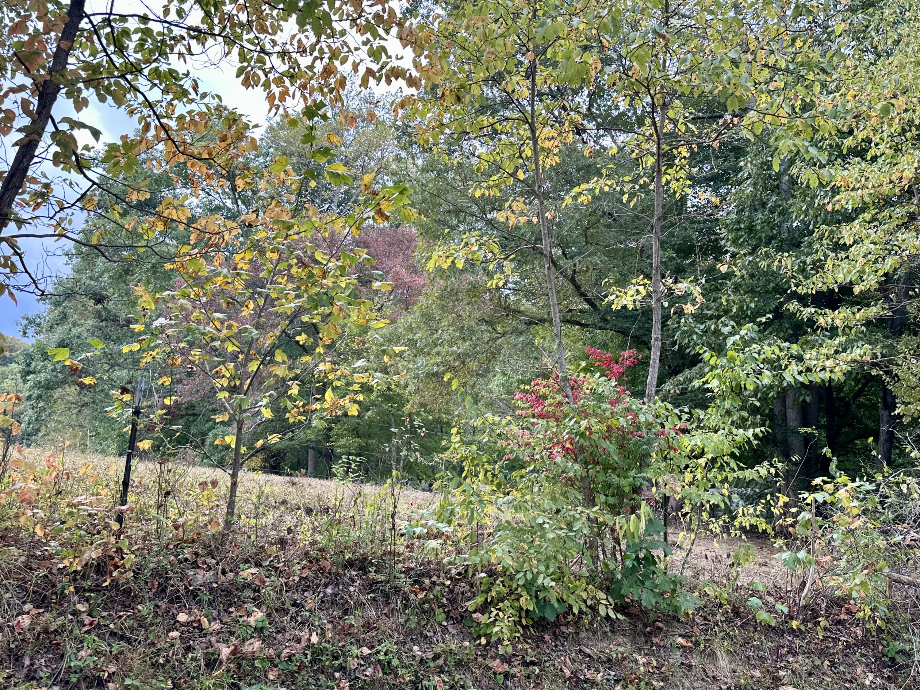 1073 Old Way Road Property Photo 24