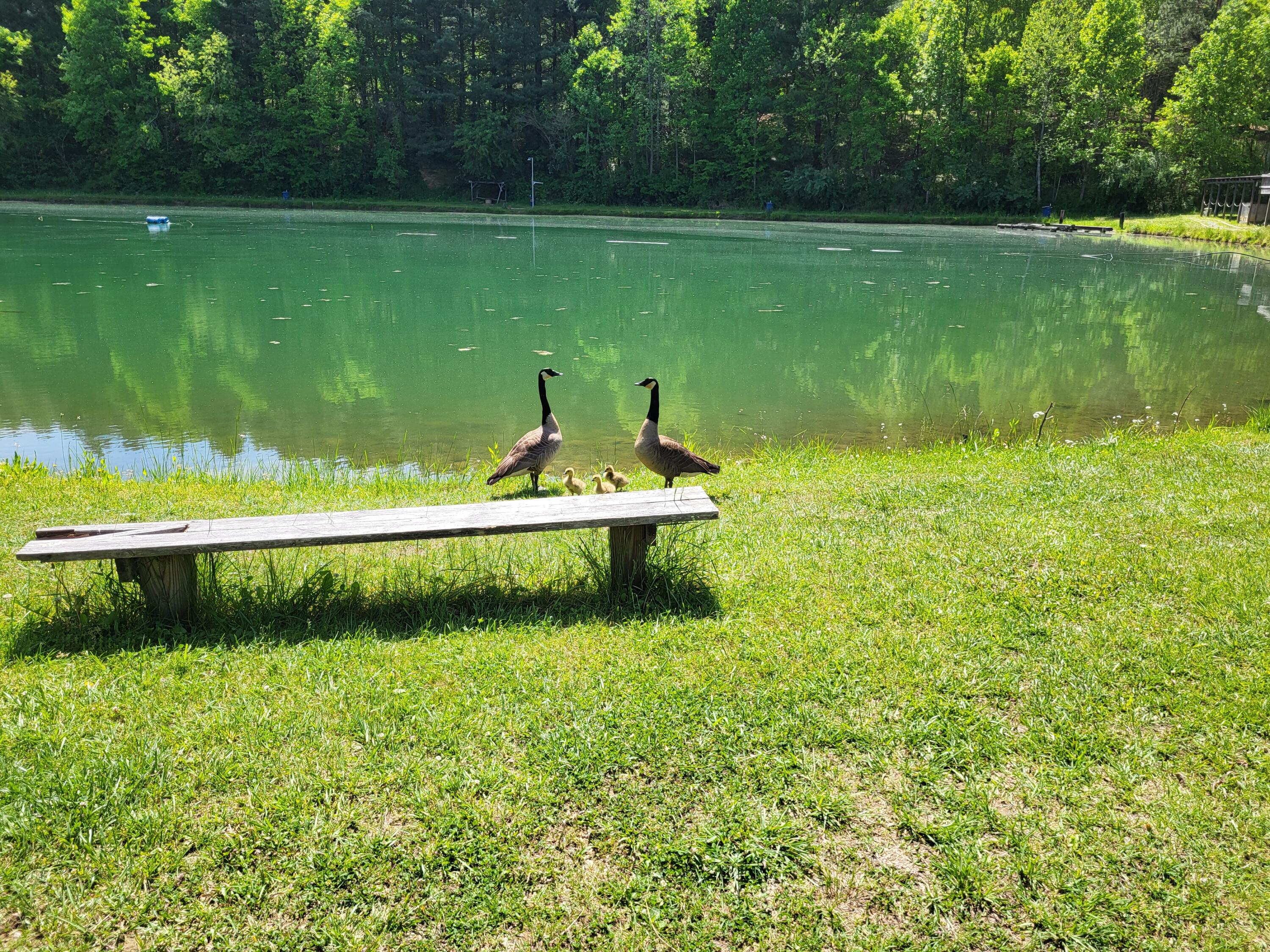 213 Ky-1232 Highway Property Photo 36