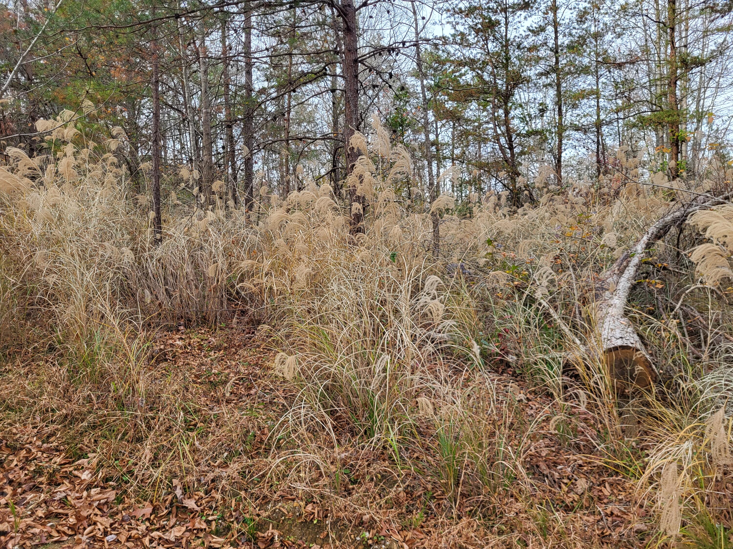 213 Ky-1232 Highway Property Photo 25