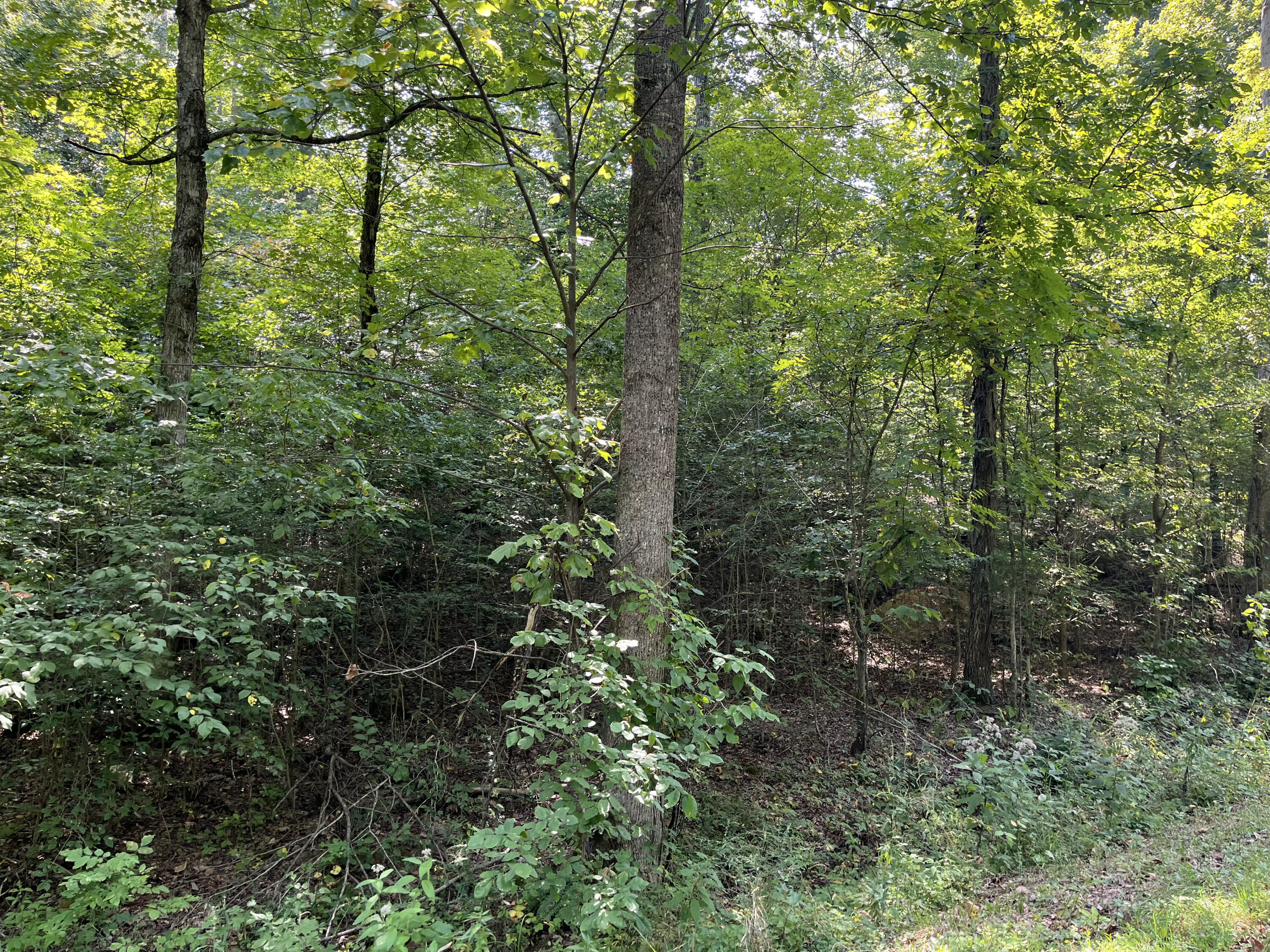 0 Princeton Olney Road Property Photo 6