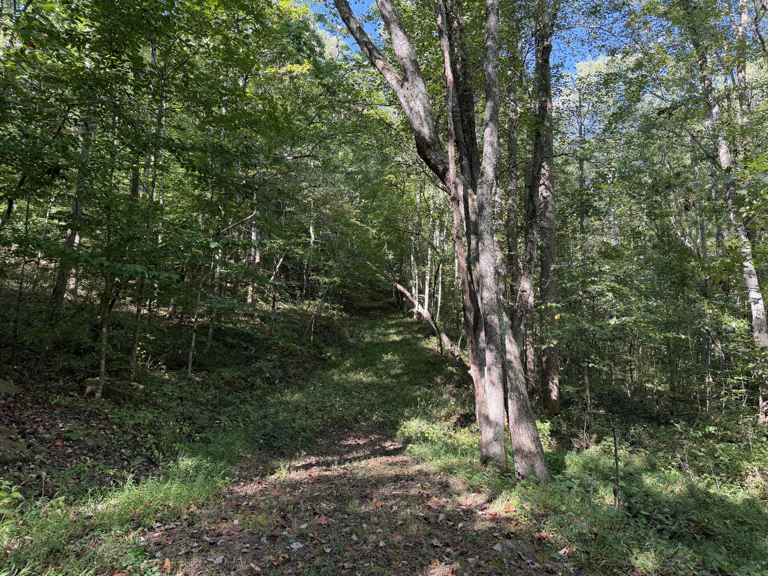 0 Theo Proffitt Road Property Photo 5