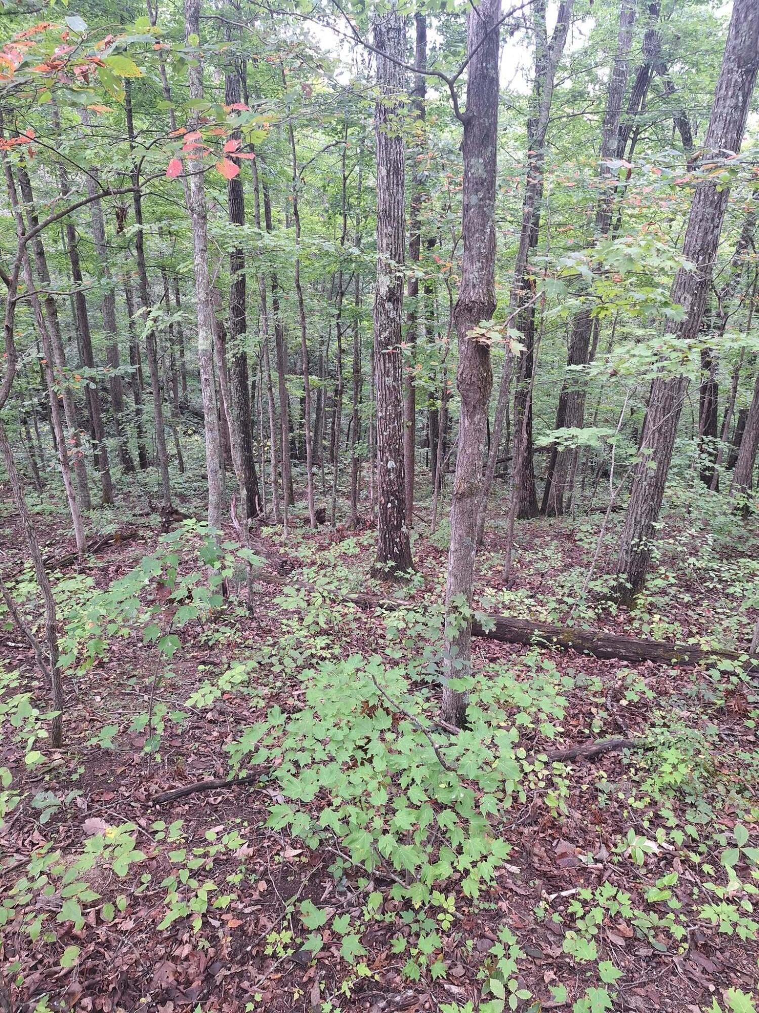 292-999 Short Branch Road Property Photo 15