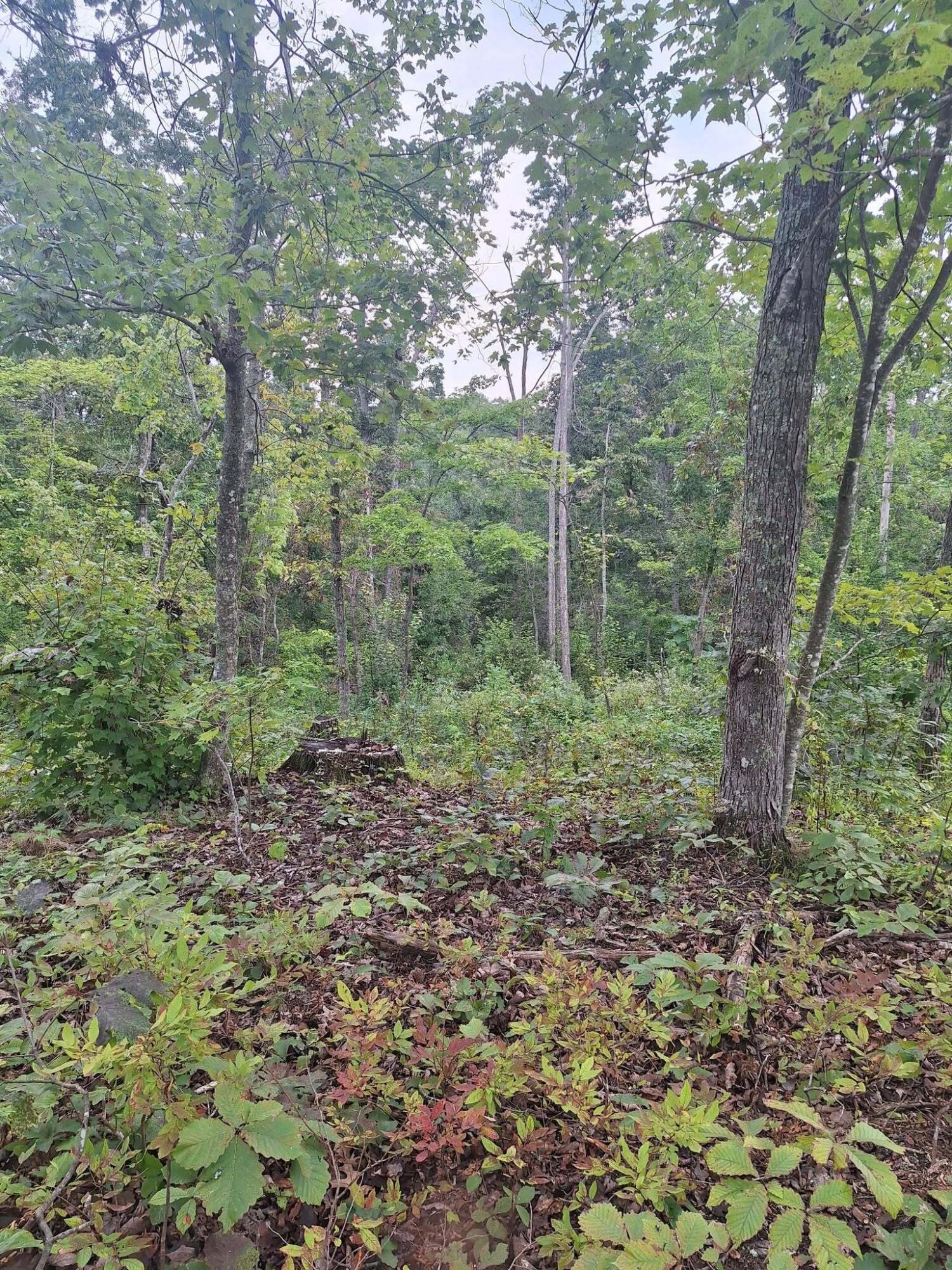 292-999 Short Branch Road Property Photo 17