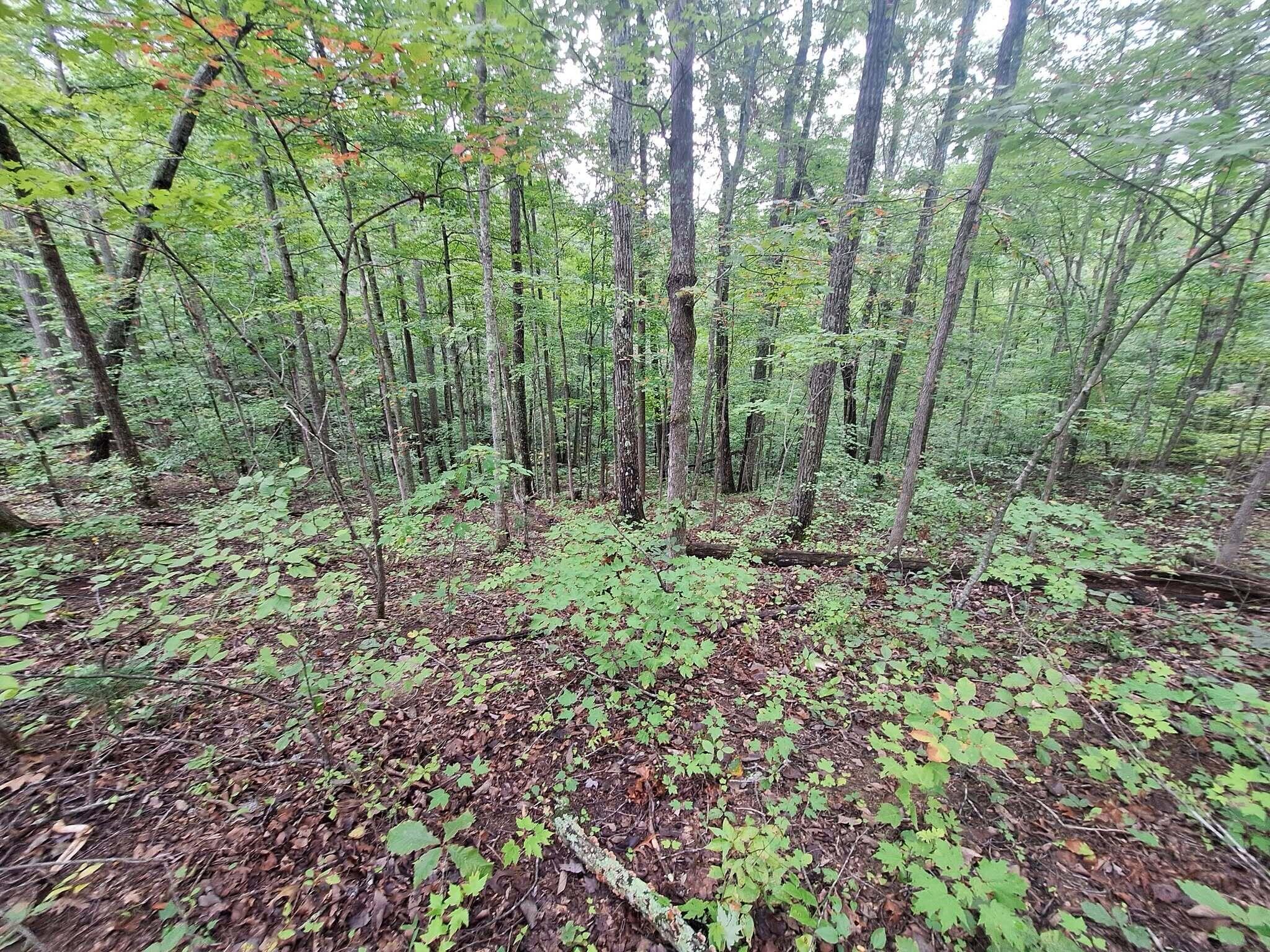 292-999 Short Branch Road Property Photo 26