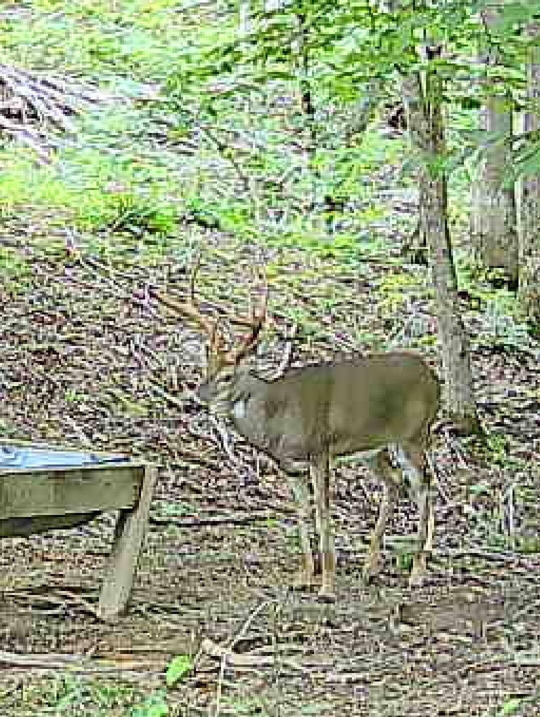 292-999 Short Branch Road Property Photo 28