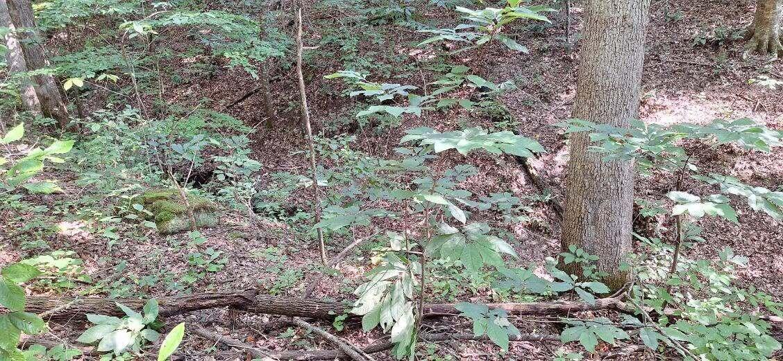 292-999 Short Branch Road Property Photo 33