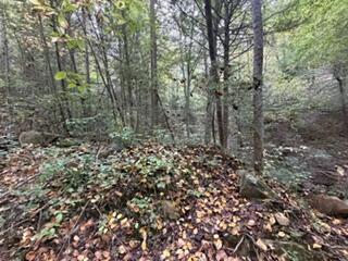 98.54 Acres M/1 Elkhorn Trace Branch Property Photo 5