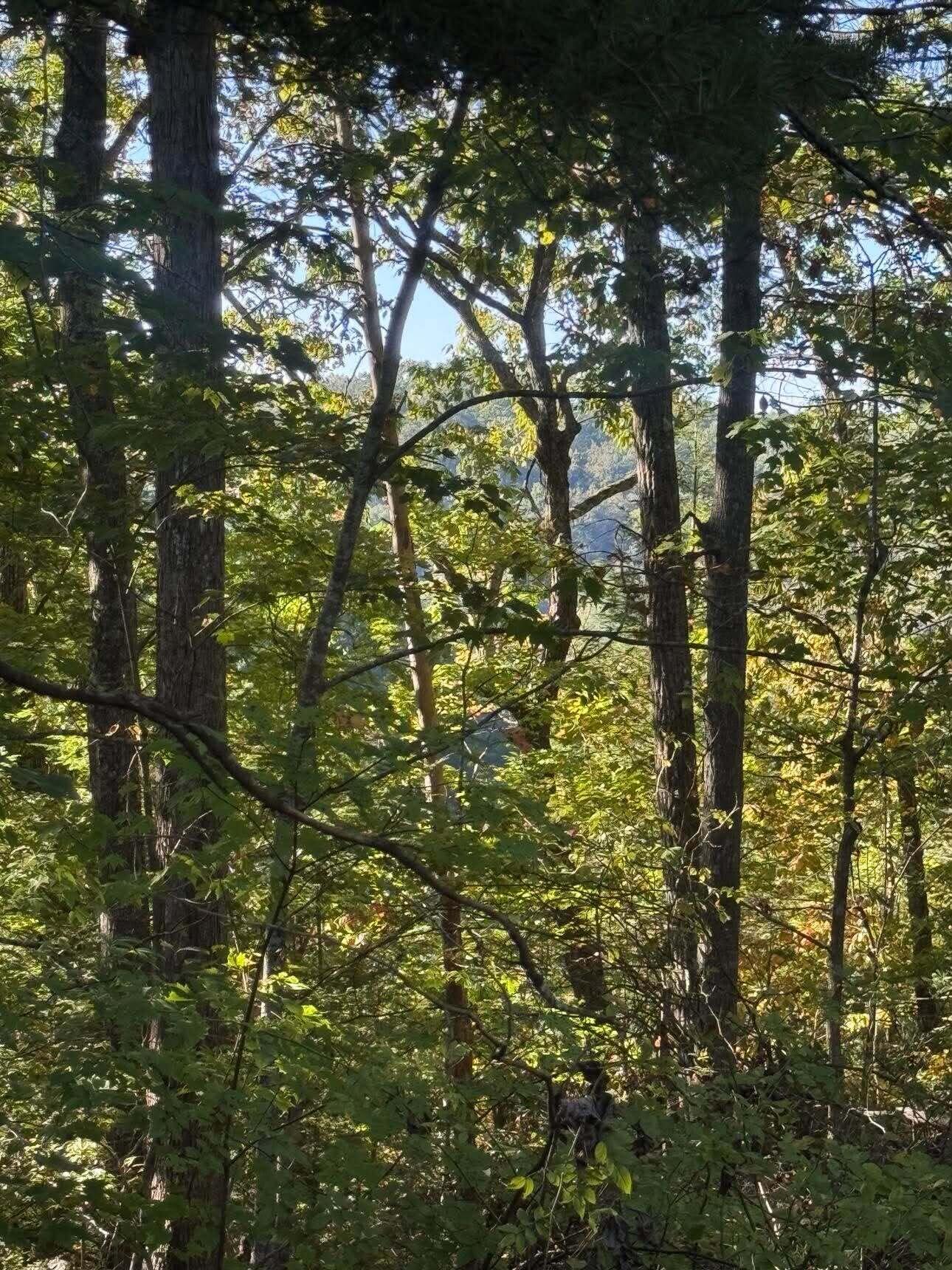 0 Ivy Lane Lot 80 Property Photo 2
