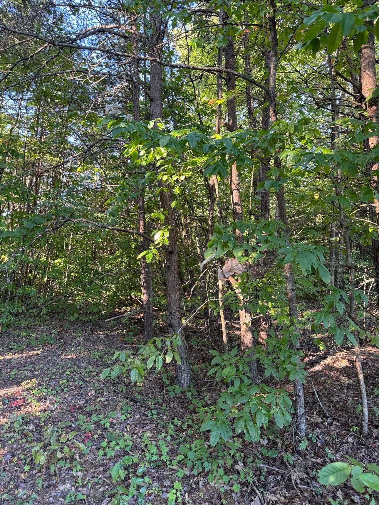 0 Ivy Lane Lot 80 Property Photo 3