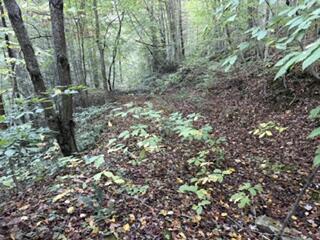 0 Peter Branch Of Wolf Creek 72.87 Acres/ 24 Acres Property Photo 1