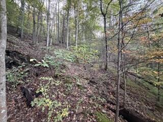 0 Peter Branch Of Wolf Creek 72.87 Acres/ 24 Acres Property Photo 2