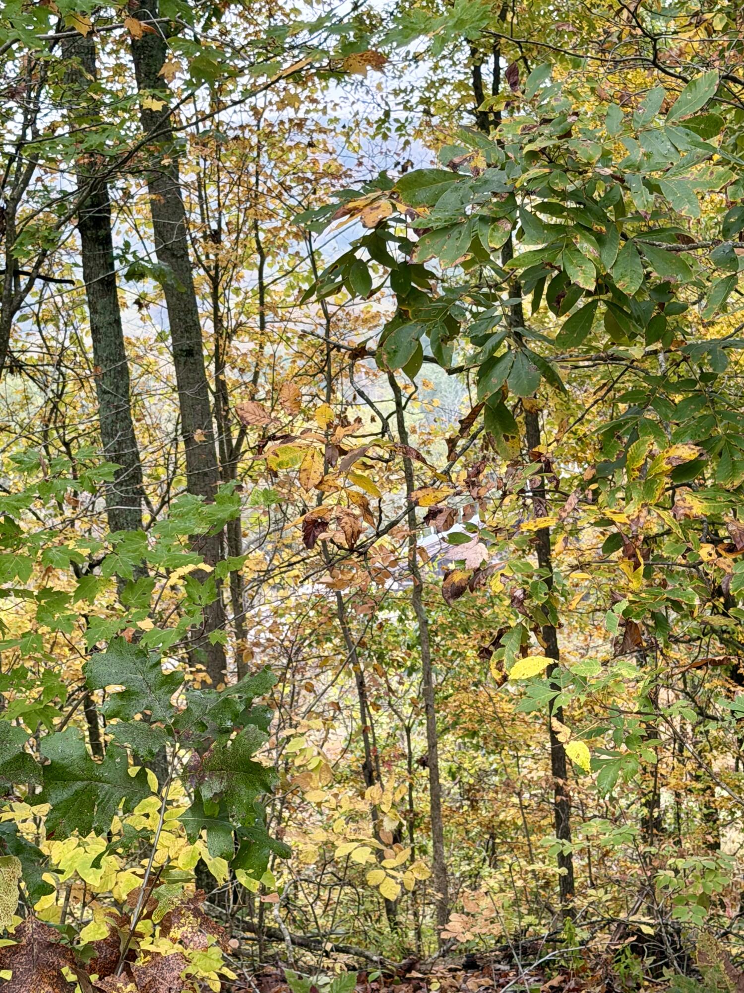 805 Burton Williams Road Property Photo 7