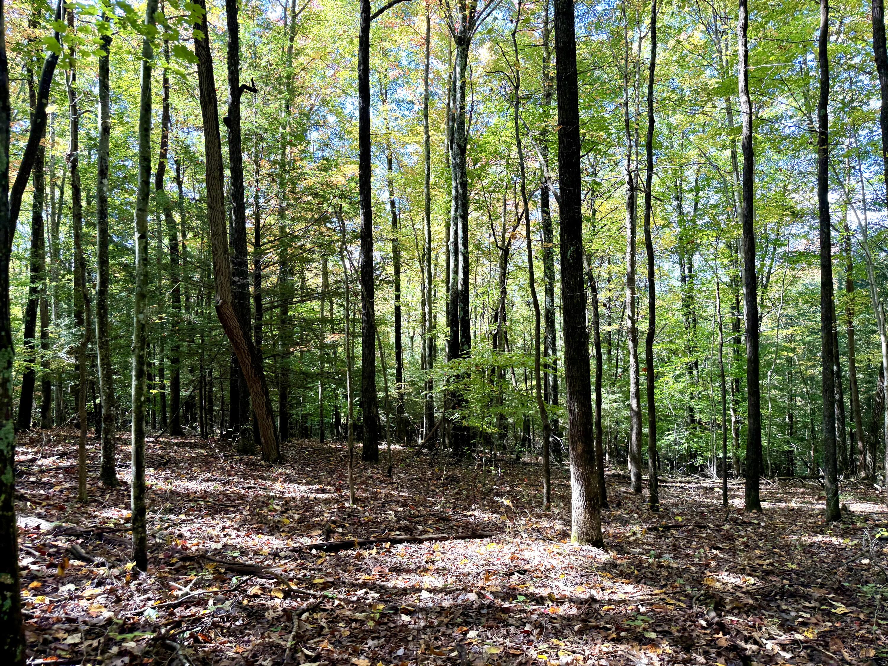 11039 Brown Ridge Road Property Photo 76