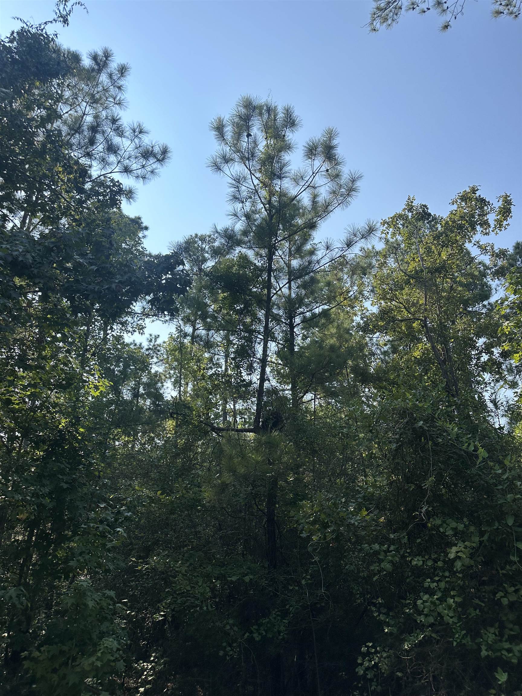 310 Tobacco Road Property Photo 1
