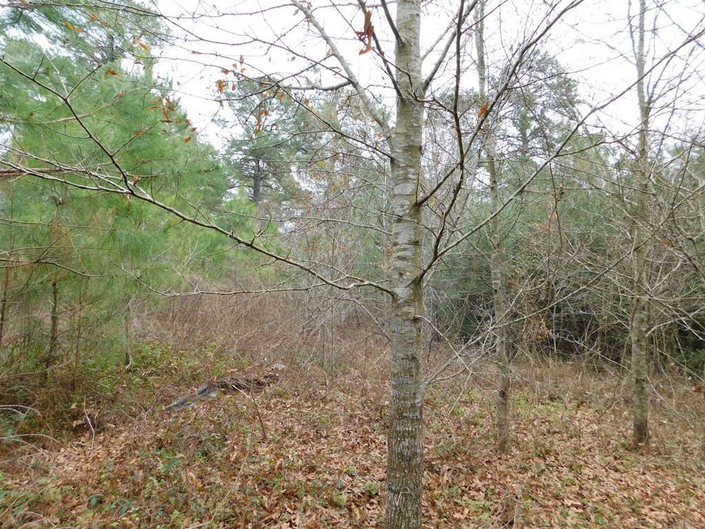 11270 Us Hwy 190 E Property Photo 4