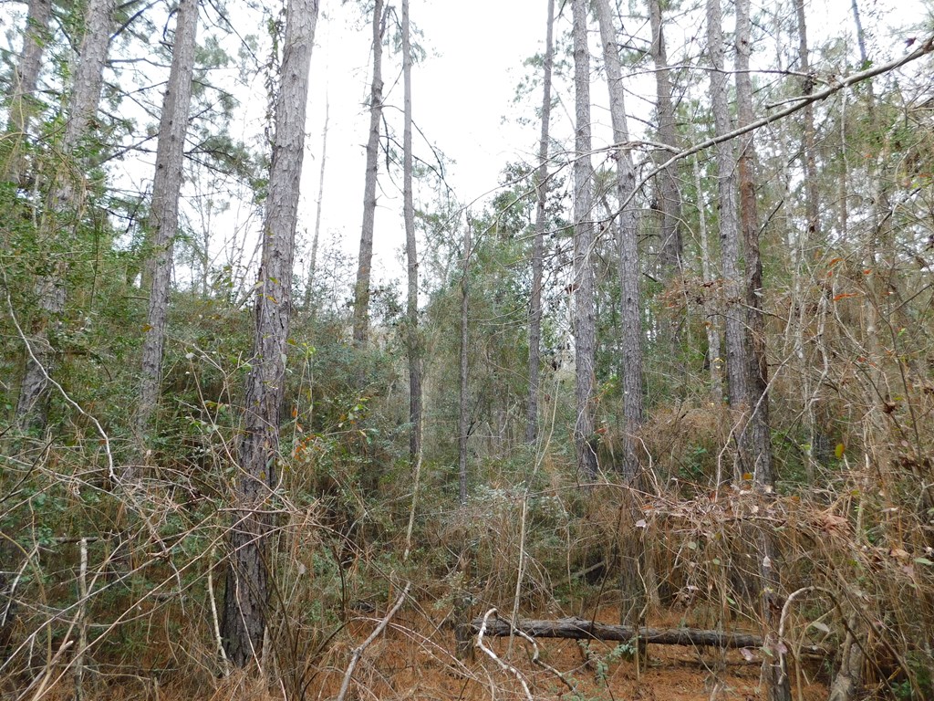 11270 Us Hwy 190 E Property Photo 6