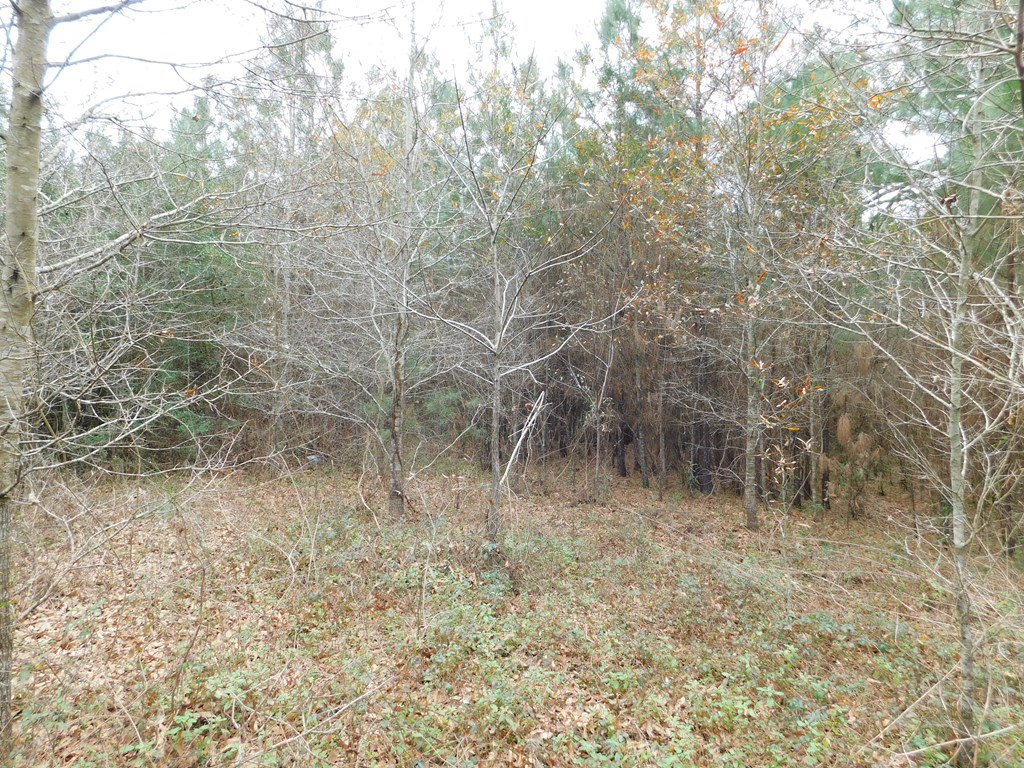 11270 Us Hwy 190 E Property Photo 12