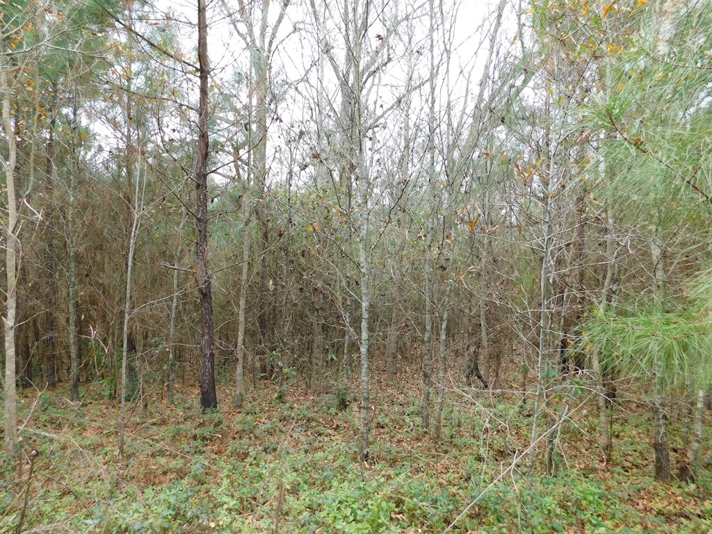 11270 Us Hwy 190 E Property Photo 18