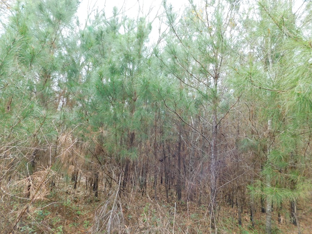 11270 Us Hwy 190 E Property Photo 20