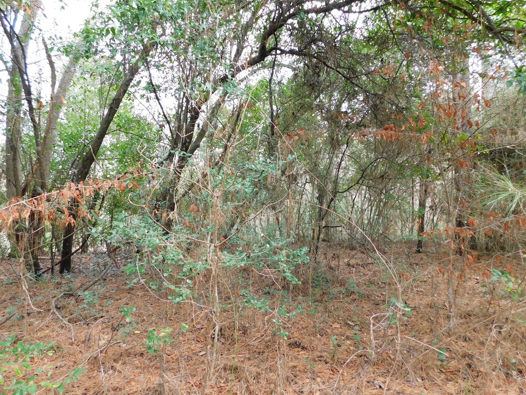 11270 Us Hwy 190 E Property Photo 35