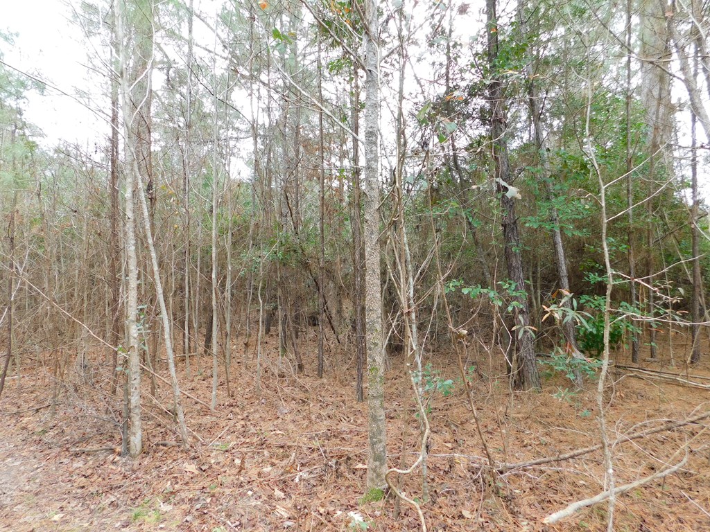 11270 Us Hwy 190 E Property Photo 36