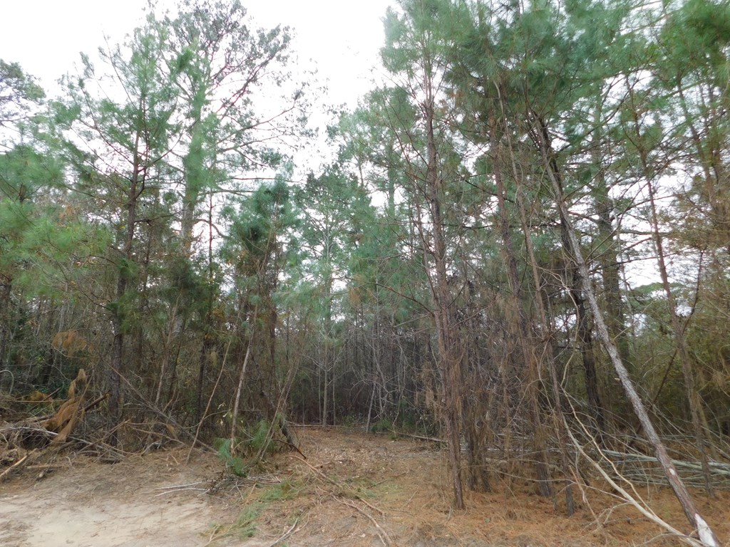 11270 Us Hwy 190 E Property Photo 38