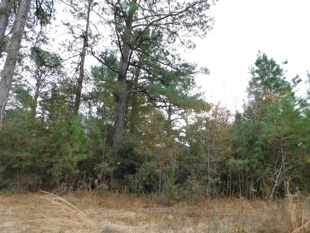 11270 Us Hwy 190 E Property Photo 41