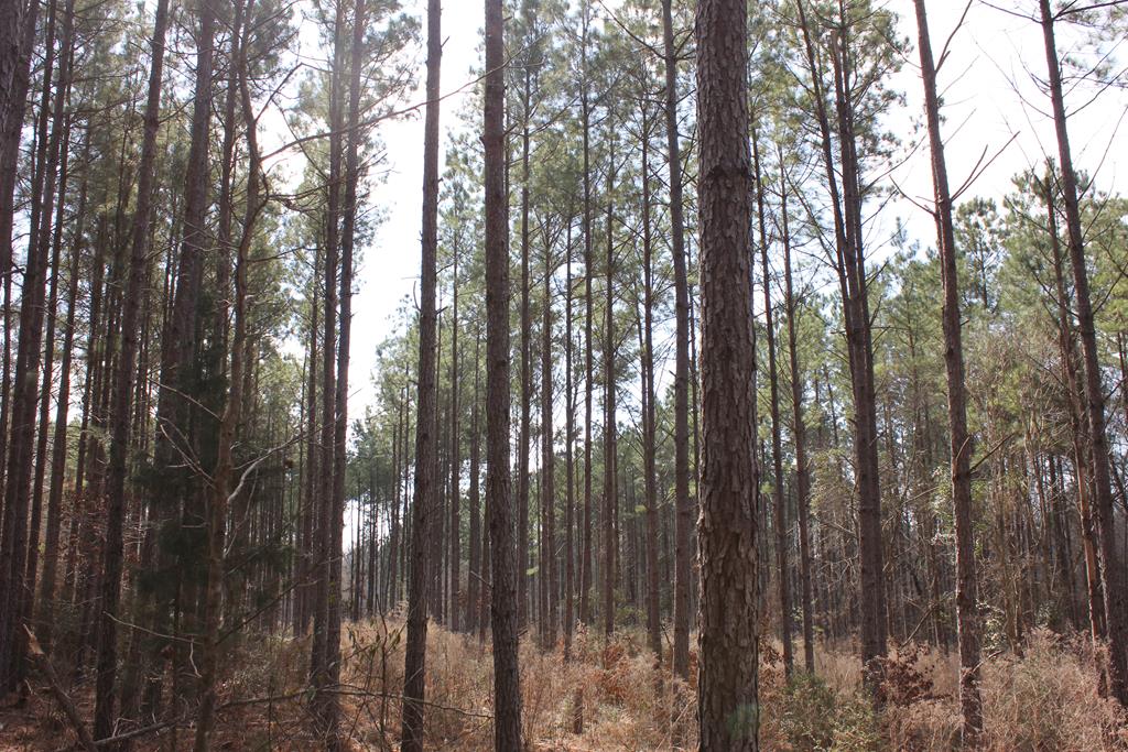 Pid 7331 Us Hwy 59 N Property Photo 1
