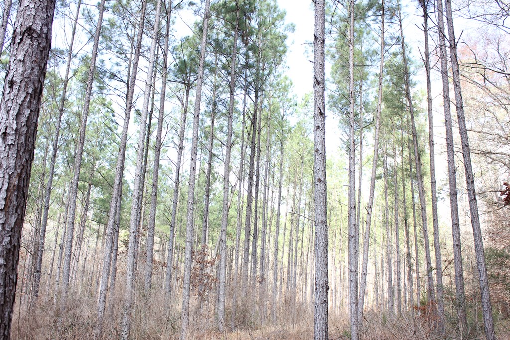 Pid 7331 Us Hwy 59 N Property Photo 4