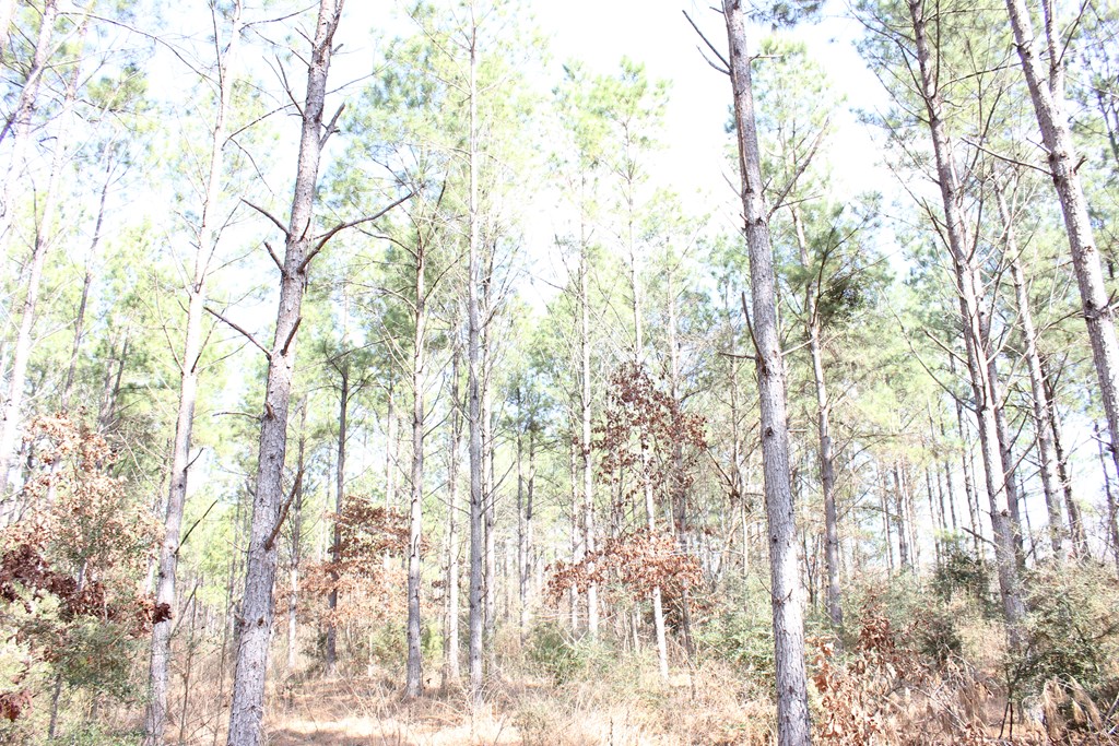 Pid 7331 Us Hwy 59 N Property Photo 5