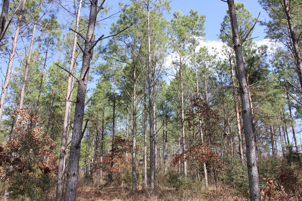 Pid 7331 Us Hwy 59 N Property Photo 6