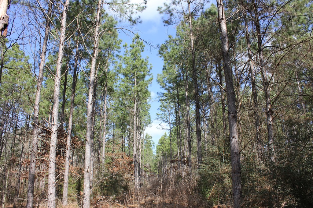Pid 7331 Us Hwy 59 N Property Photo 7