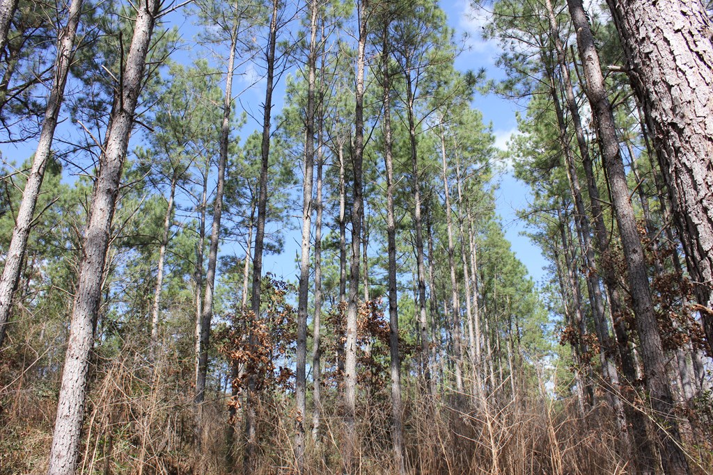 Pid 7331 Us Hwy 59 N Property Photo 8