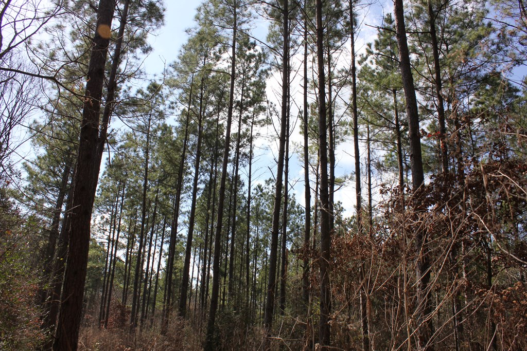 Pid 7331 Us Hwy 59 N Property Photo 9