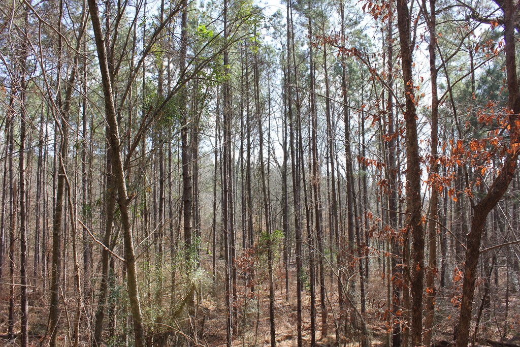 Pid 7331 Us Hwy 59 N Property Photo 10