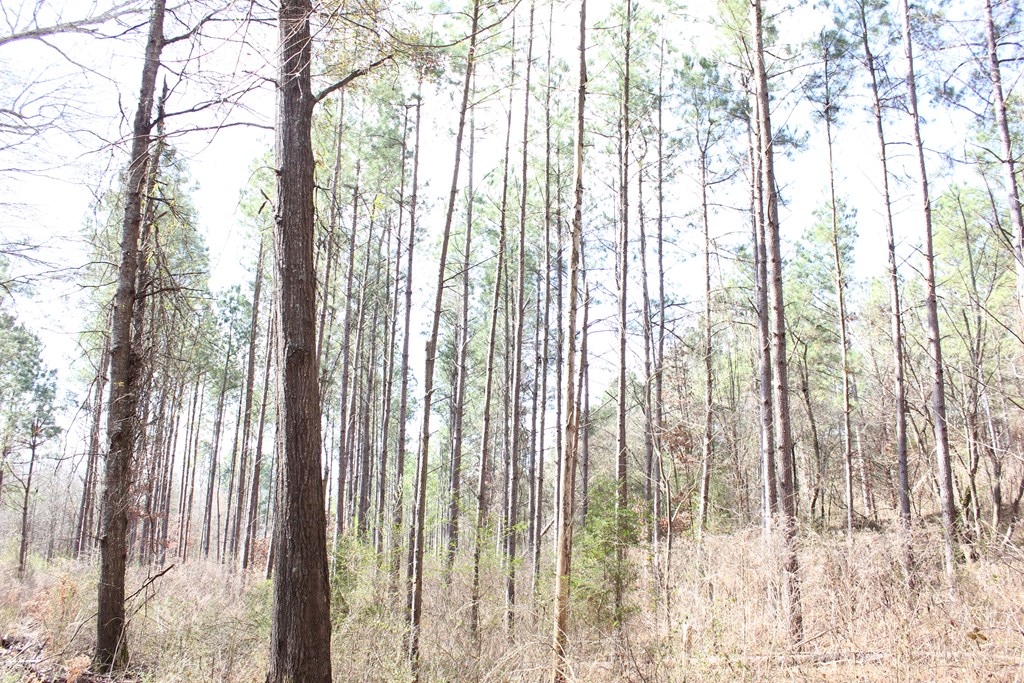 Pid 7331 Us Hwy 59 N Property Photo 22