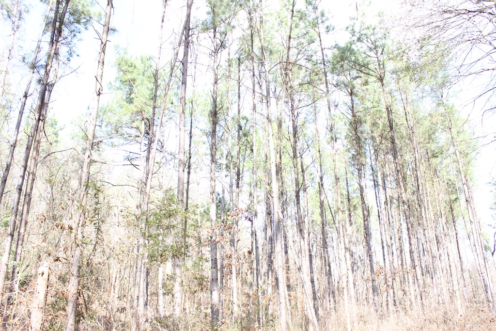 Pid 7331 Us Hwy 59 N Property Photo 23