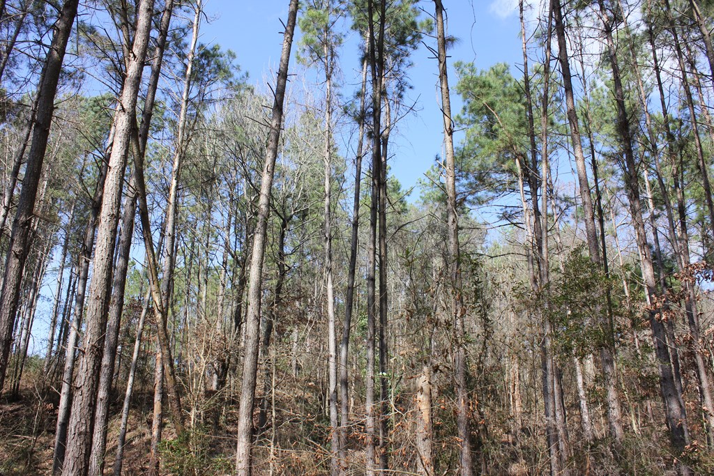 Pid 7331 Us Hwy 59 N Property Photo 24