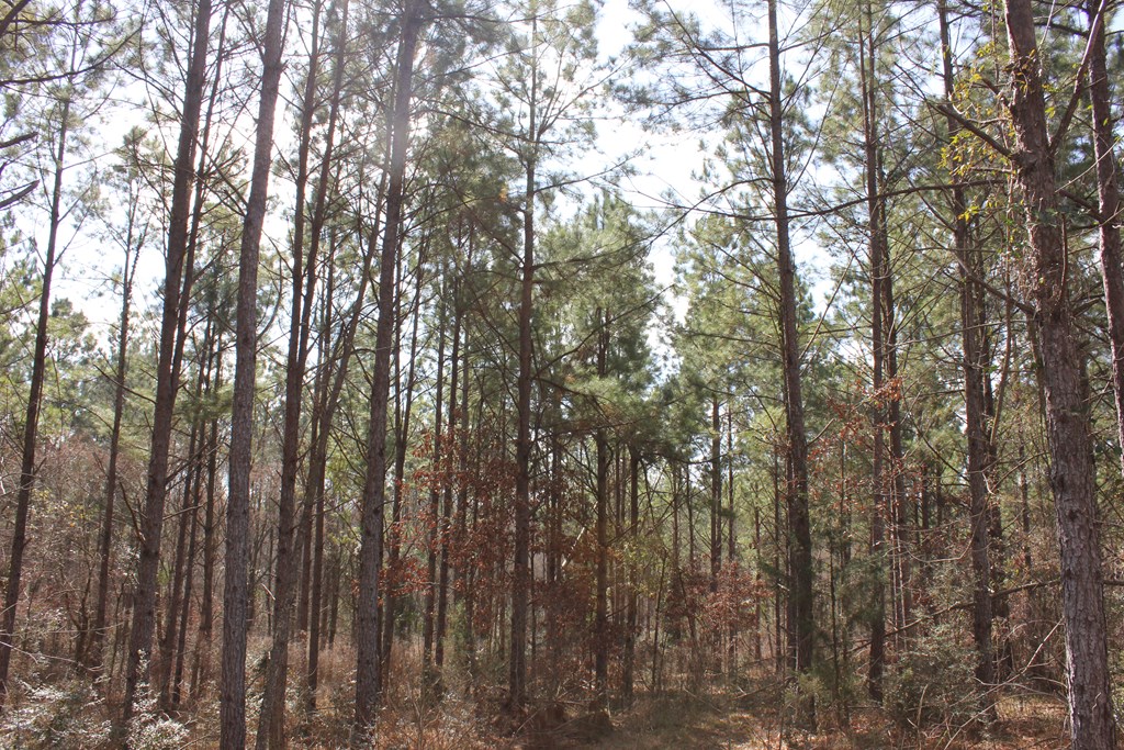 Pid 7331 Us Hwy 59 N Property Photo 25