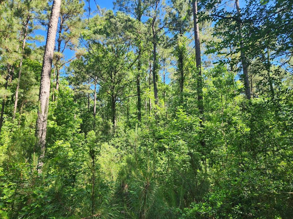 Lot 2 (3 Acres) Cypress Knoll Property Photo 1