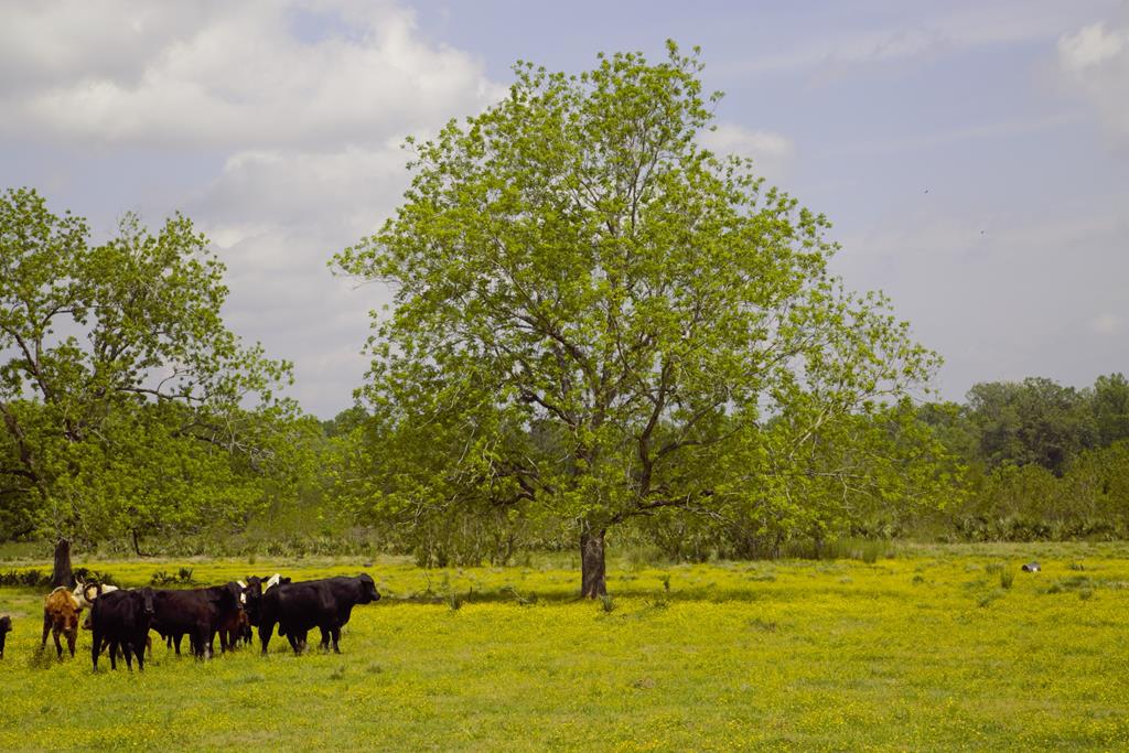350 Rotan Property Photo 6