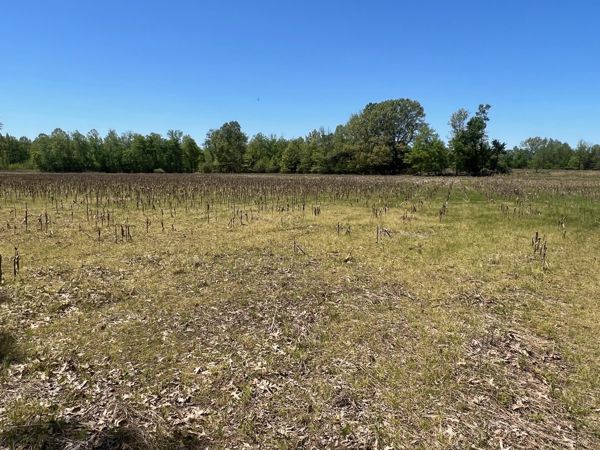 27 Acres Sycamore Rd Property Photo 8