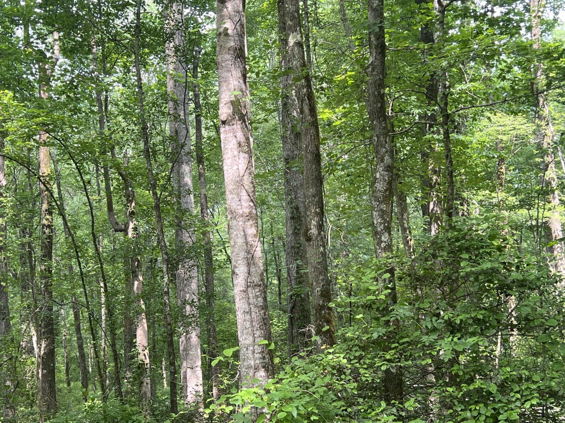 West Fork Rd Property Photo 5