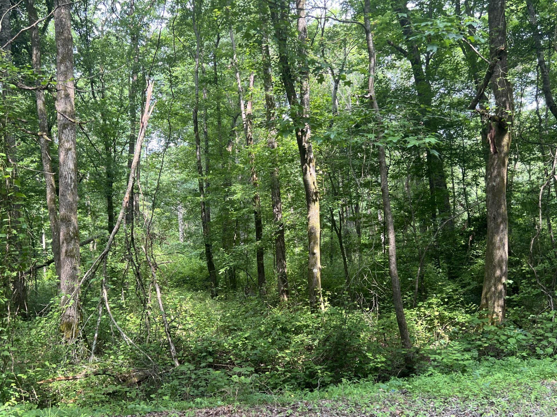 West Fork Rd Property Photo 6