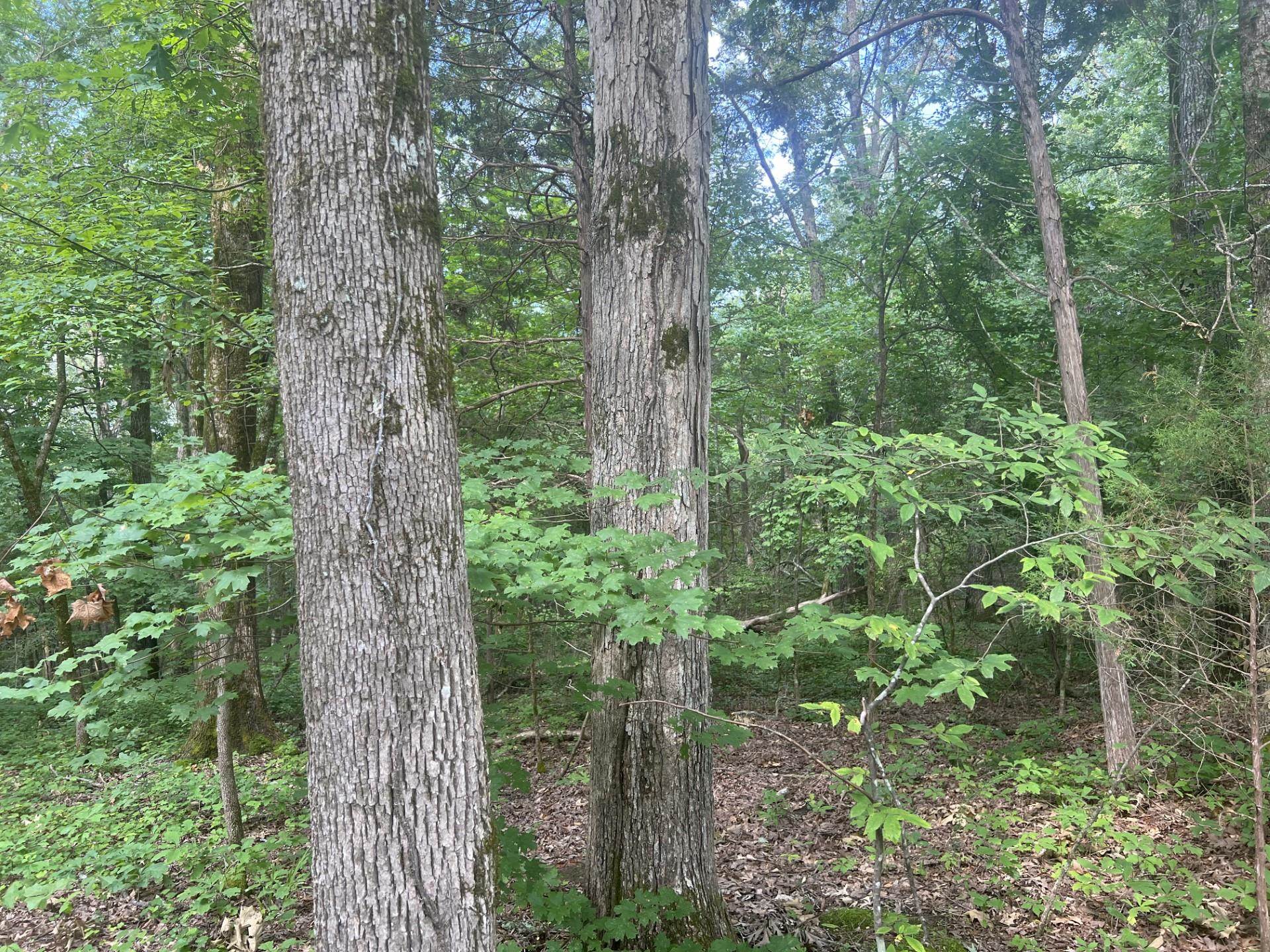 West Fork Rd Property Photo 9