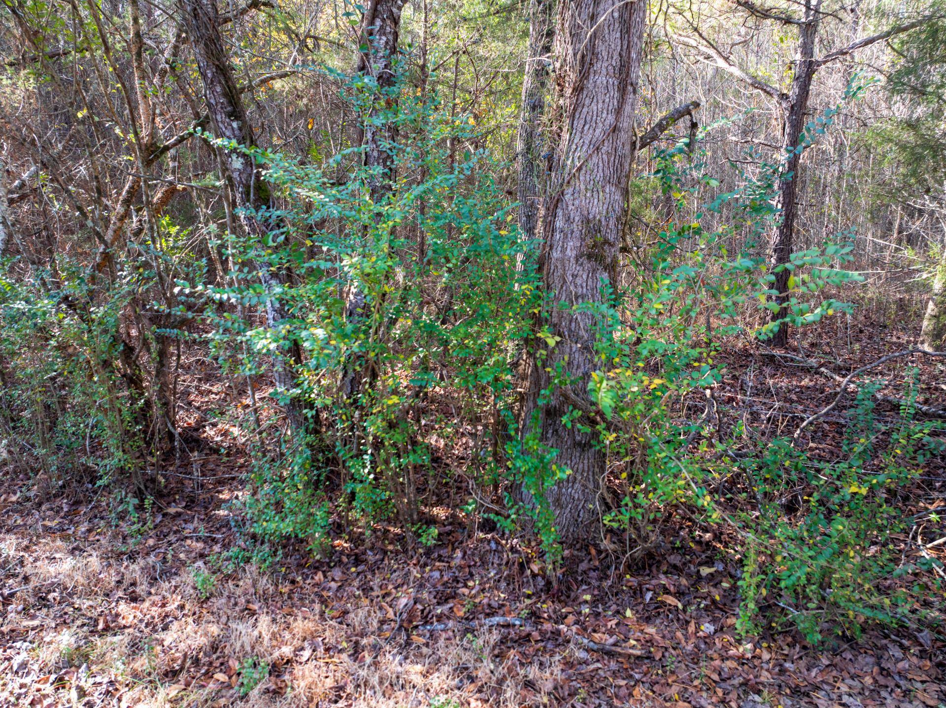 0 County Road 992 Rd Property Photo 13