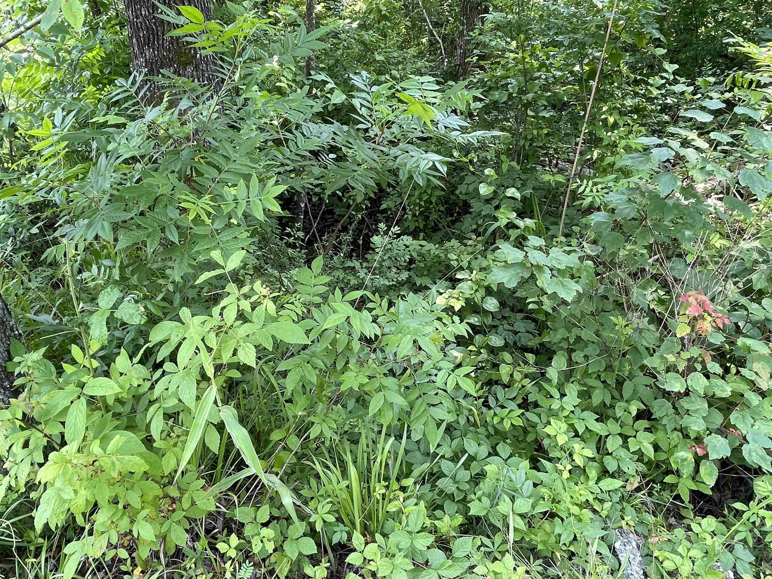 2460 421 Hwy Property Photo 17