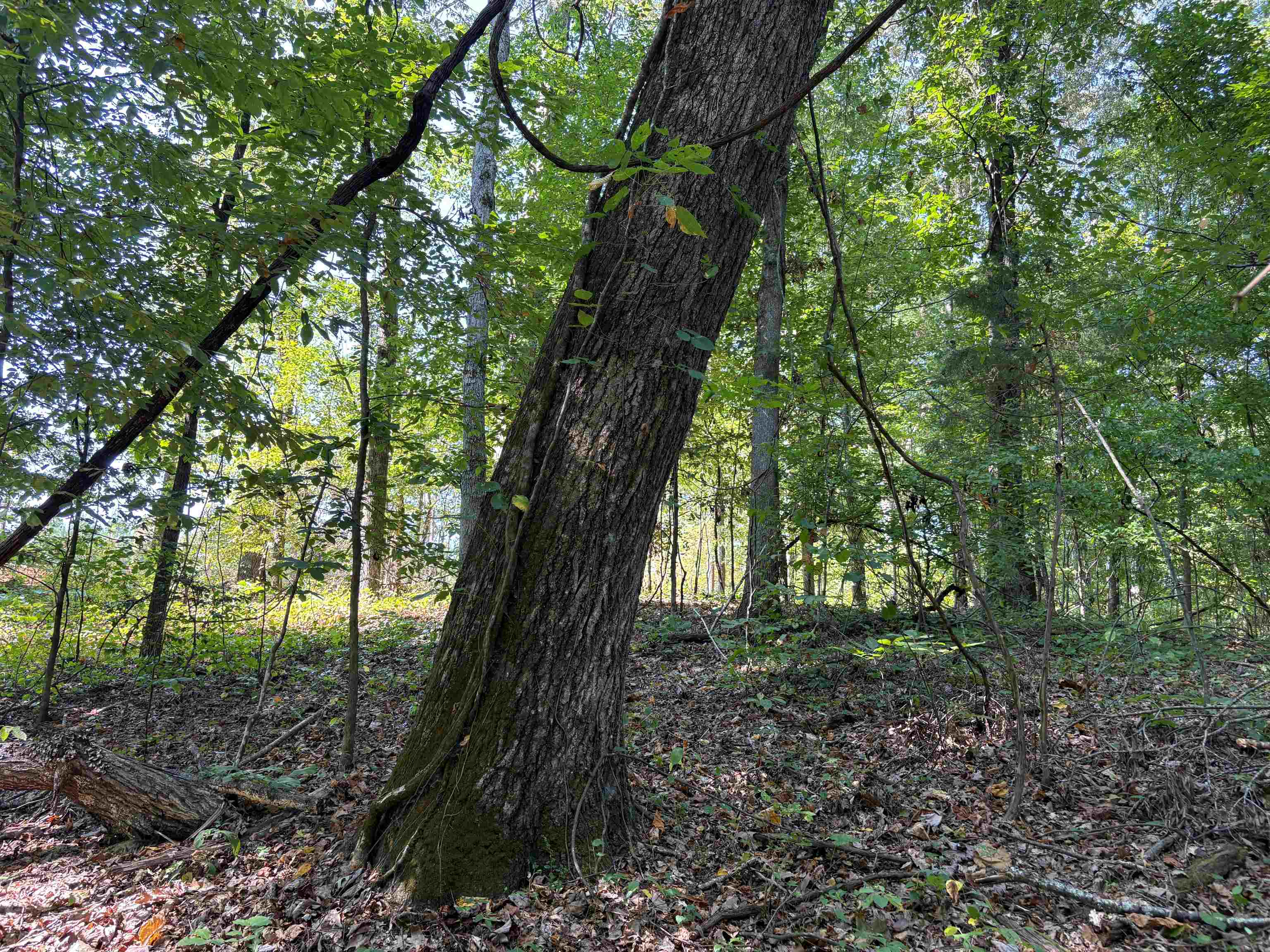 0 County Rd 227 Rd Property Photo 3