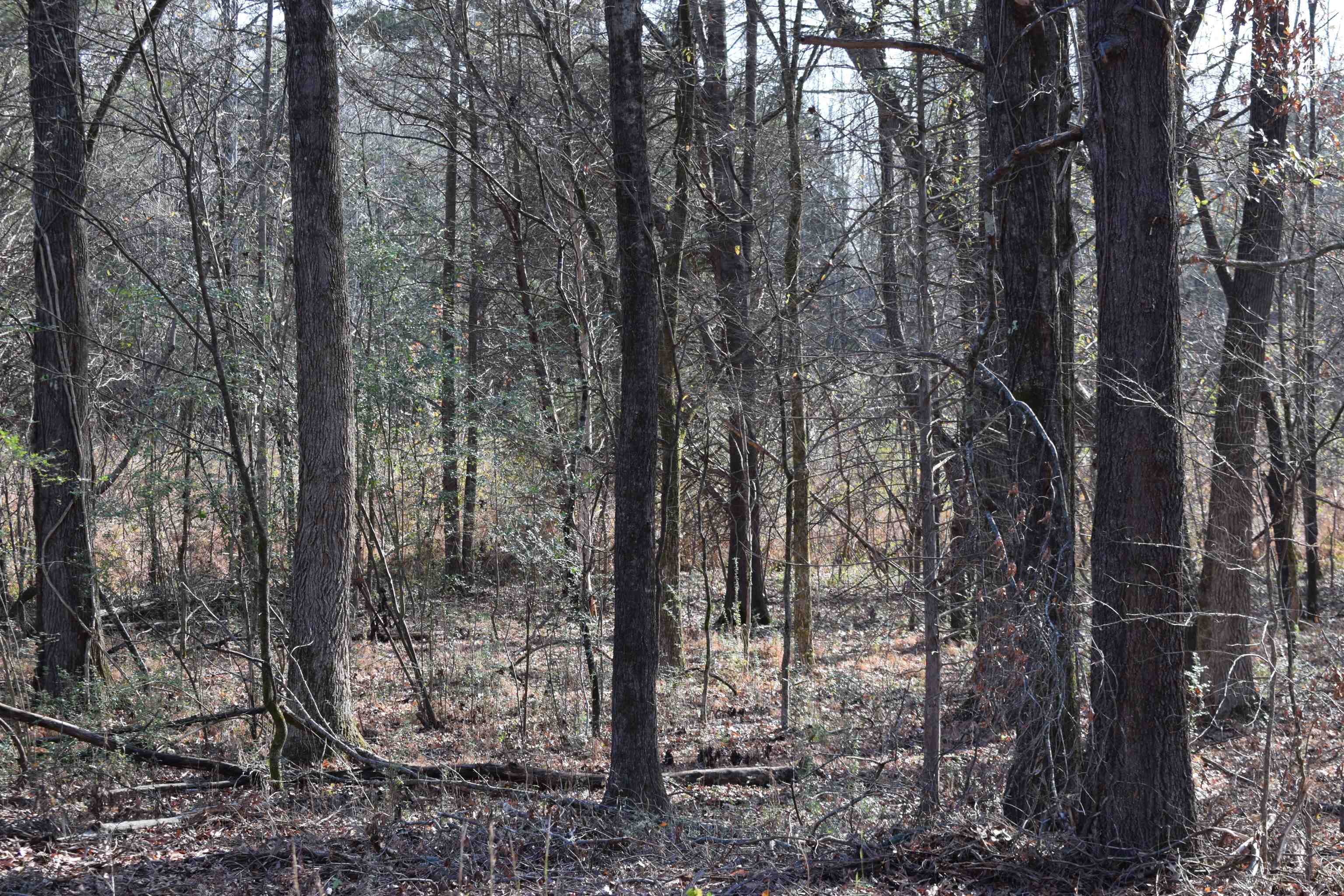 0 193 Hwy Property Photo 3